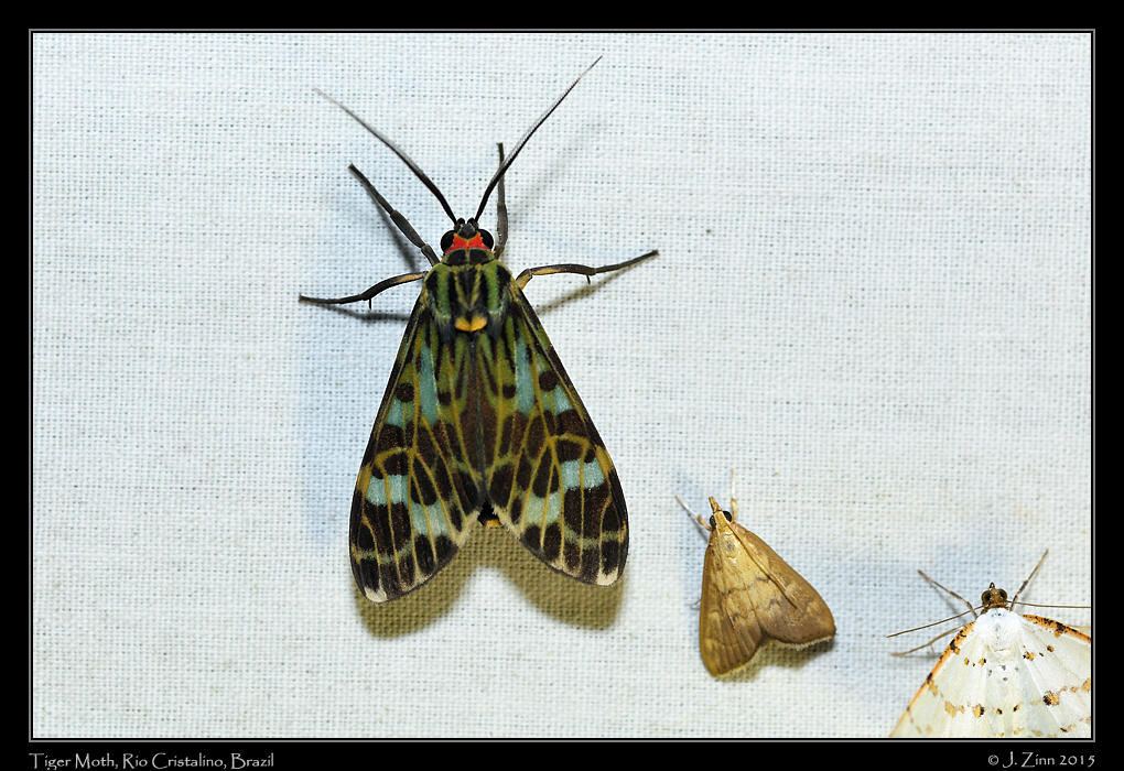 tiger_moth_0602a