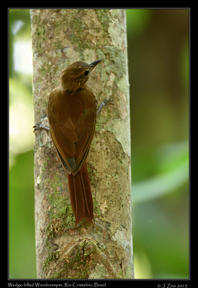 wedge_billed_woodcreeper_0553a