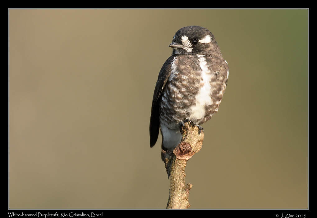 white_browed_purpletuft_9919a