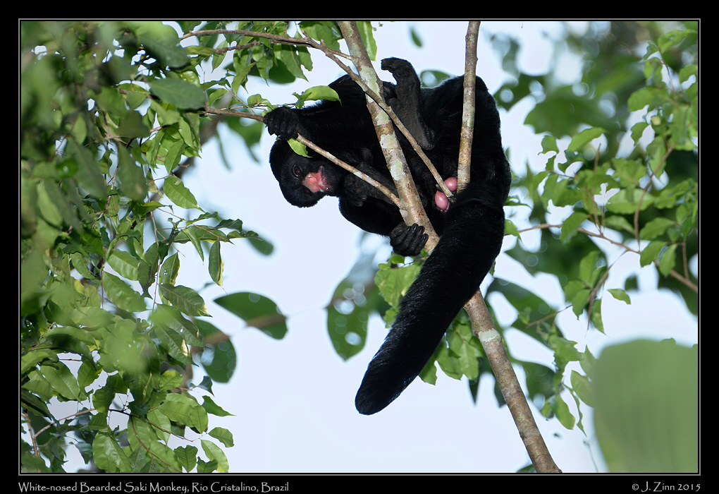 white_nosed_bearded_saki_0302a
