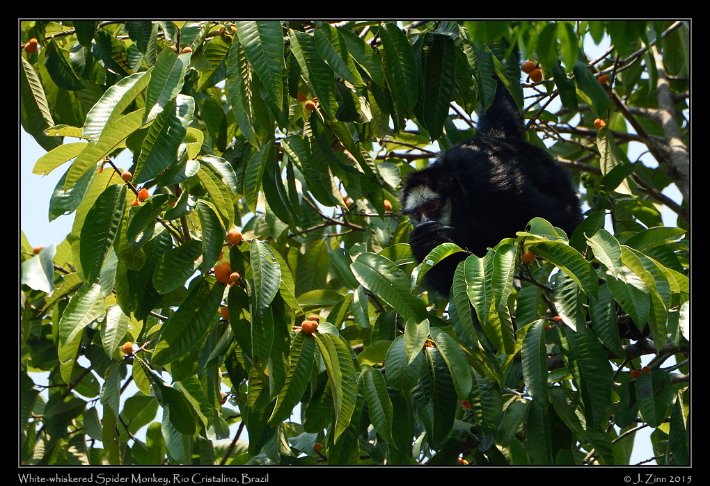 white_whiskered_spider_monkey_0273b