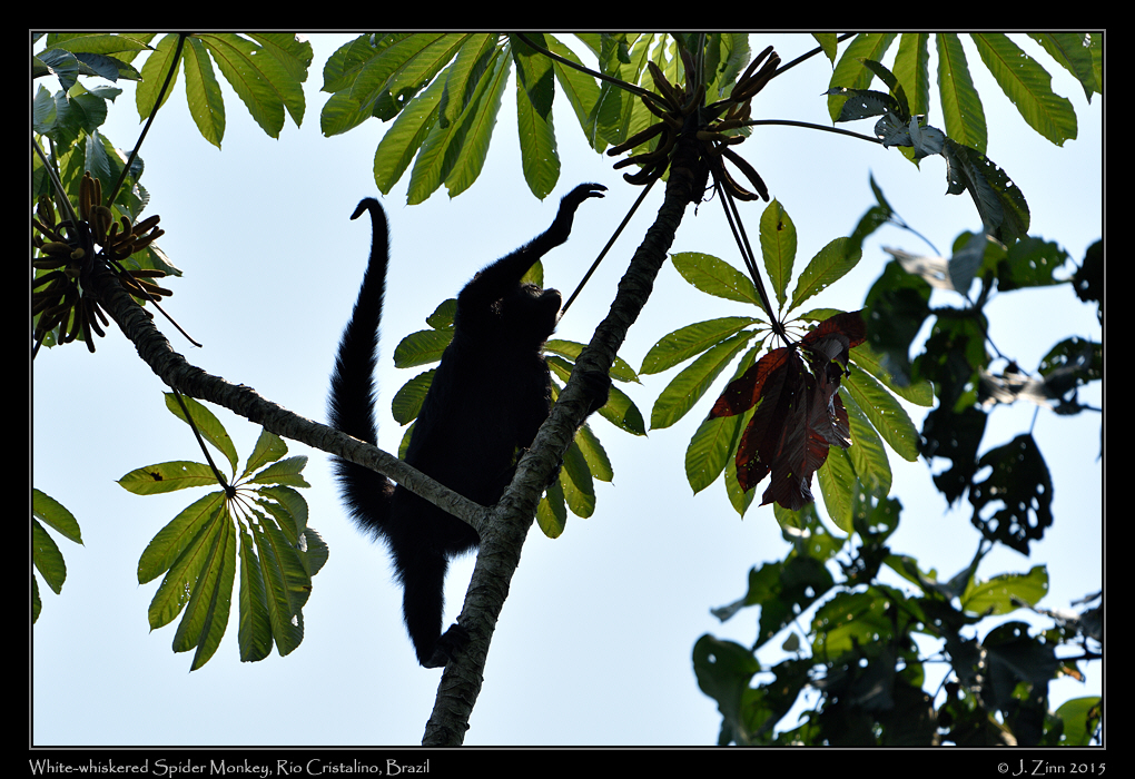 white_whiskered_spider_monkey_0298a