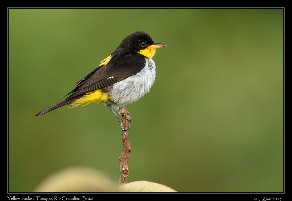 yellow_backed_tanager_9966a