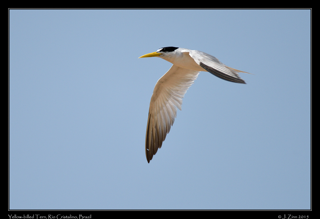 yellow_billed_tern_0417a