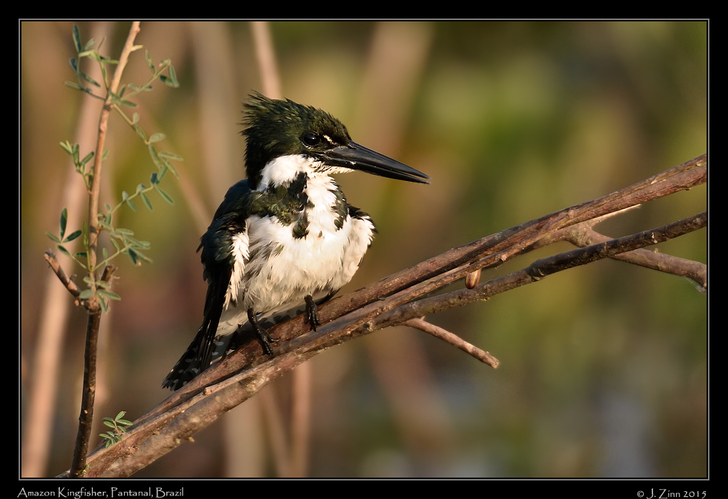 amazon_kingfisher_4956a