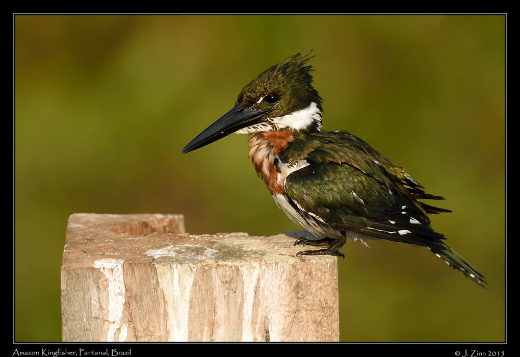 amazon_kingfisher_5016a