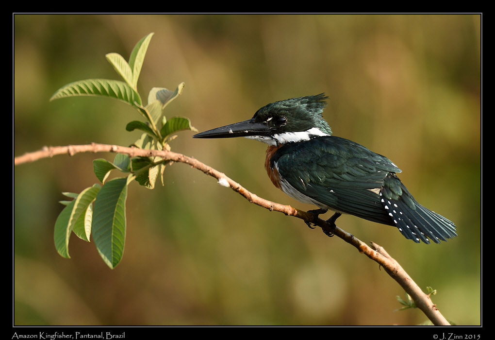 amazon_kingfisher_5092a