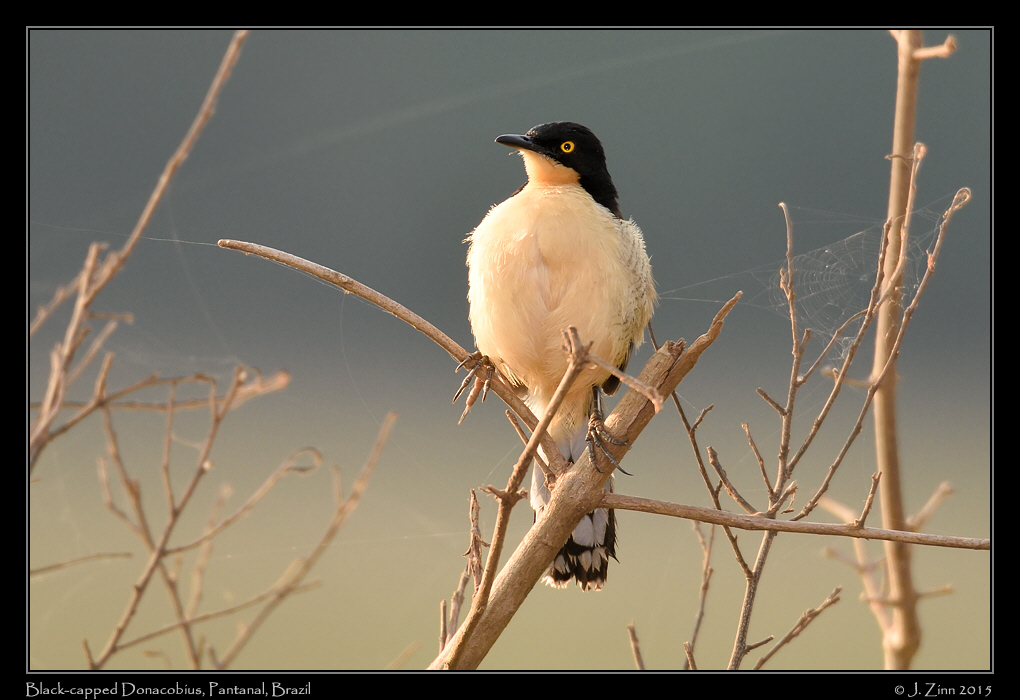 black_capped_donacobius_4978a