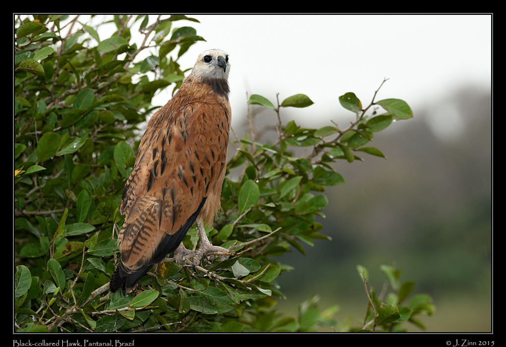 black_collared_hawk_7283a