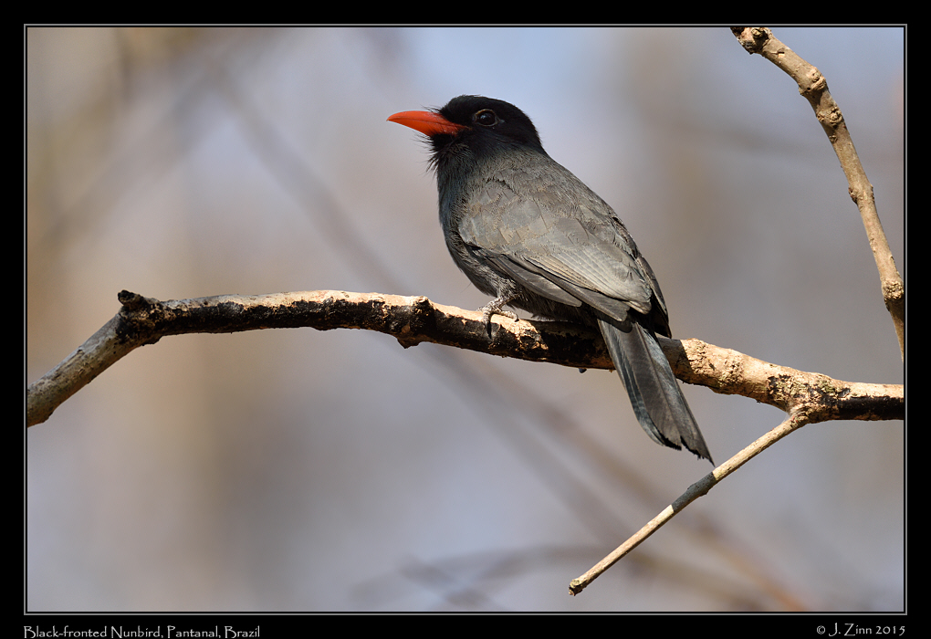 black_fronted_nunbird_5182a