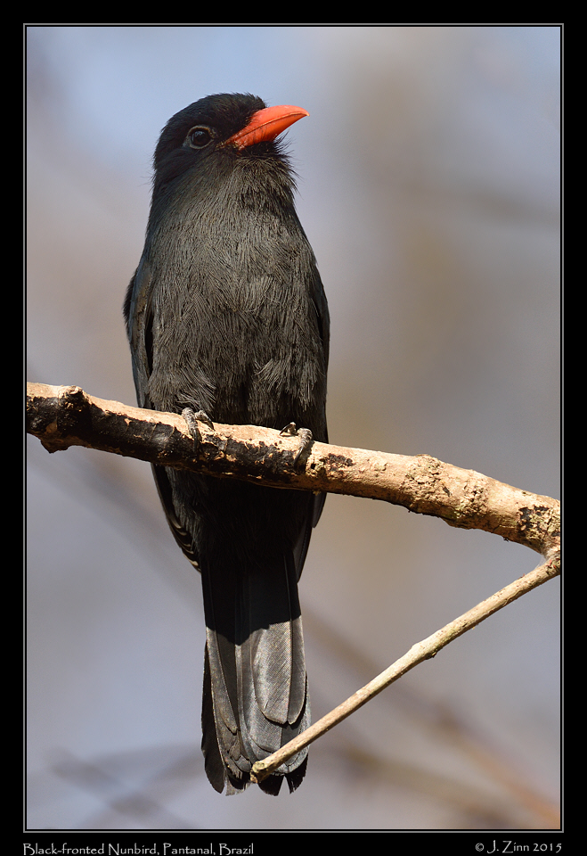 black_fronted_nunbird_5192a