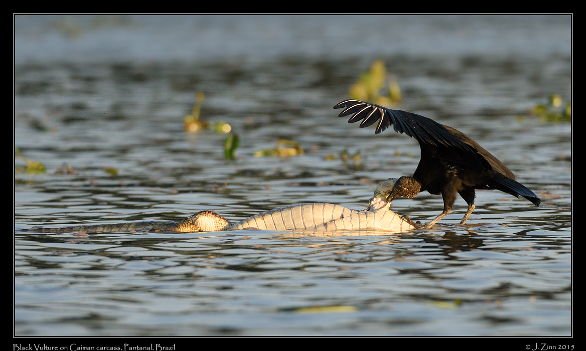 black_vulture_9530b