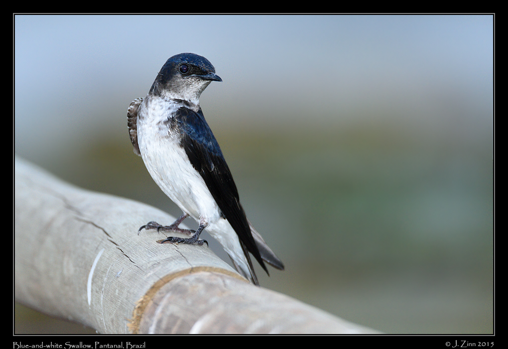 blue_and_white_swallow_7420a