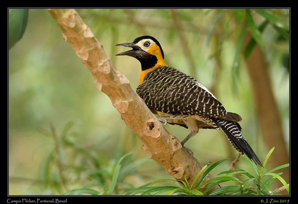 campo_flicker_6786a