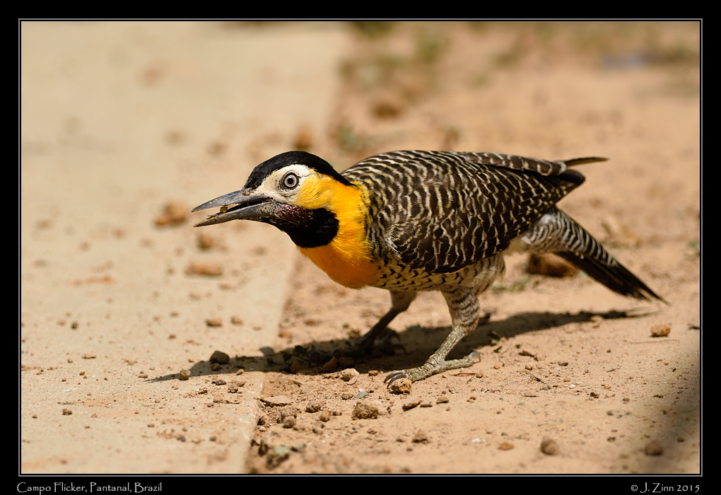 campo_flicker_6861a