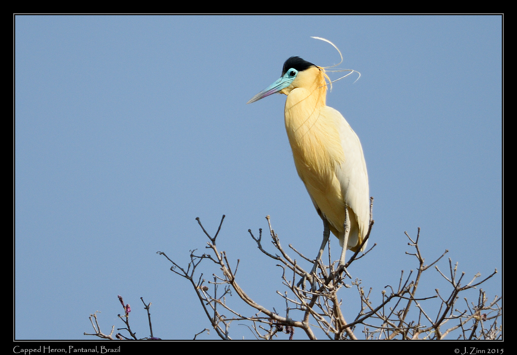 capped_heron_6455a