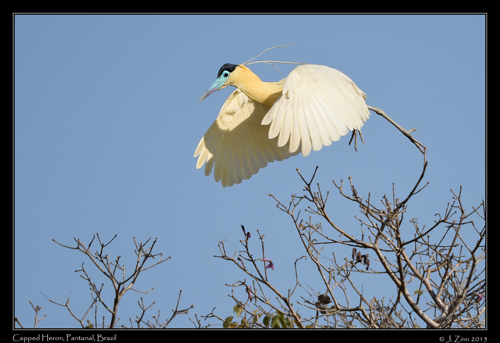 capped_heron_6456a