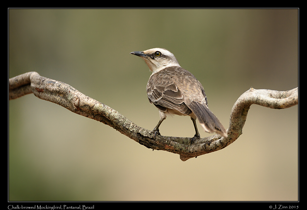 chalk_browed_mockingbird_6830a
