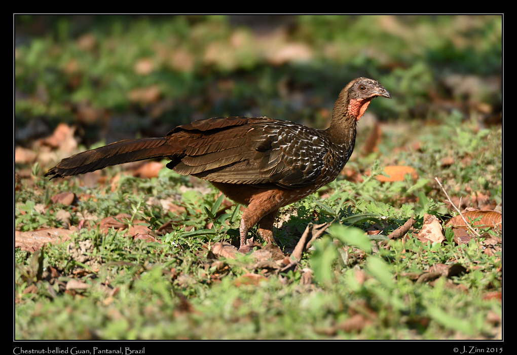 chestnut_bellied_guan_5585a