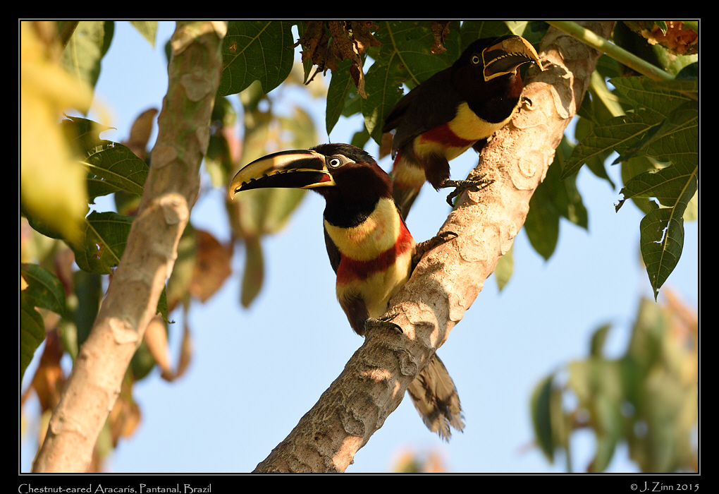 chestnut_eared_aracari_6076a