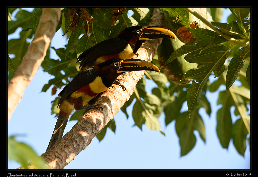 chestnut_eared_aracari_6132a