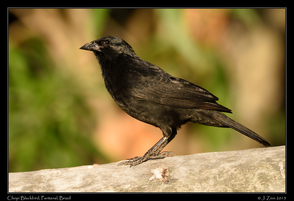chopi_blackbird_6156a