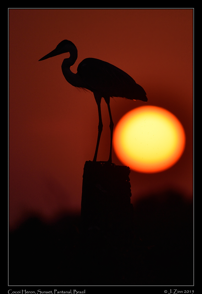 cocoi_heron_4836a