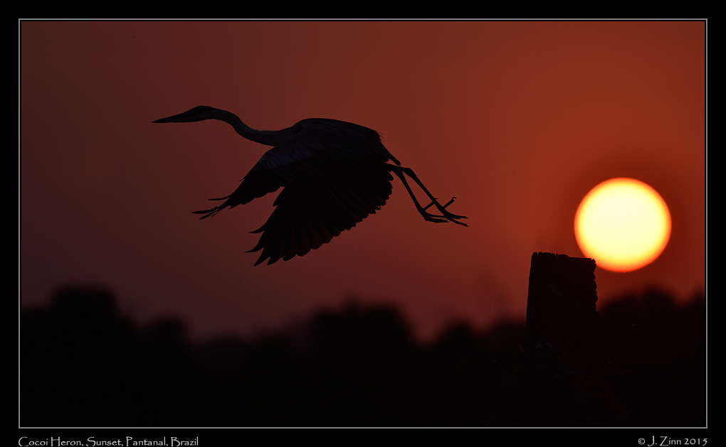 cocoi_heron_4839a