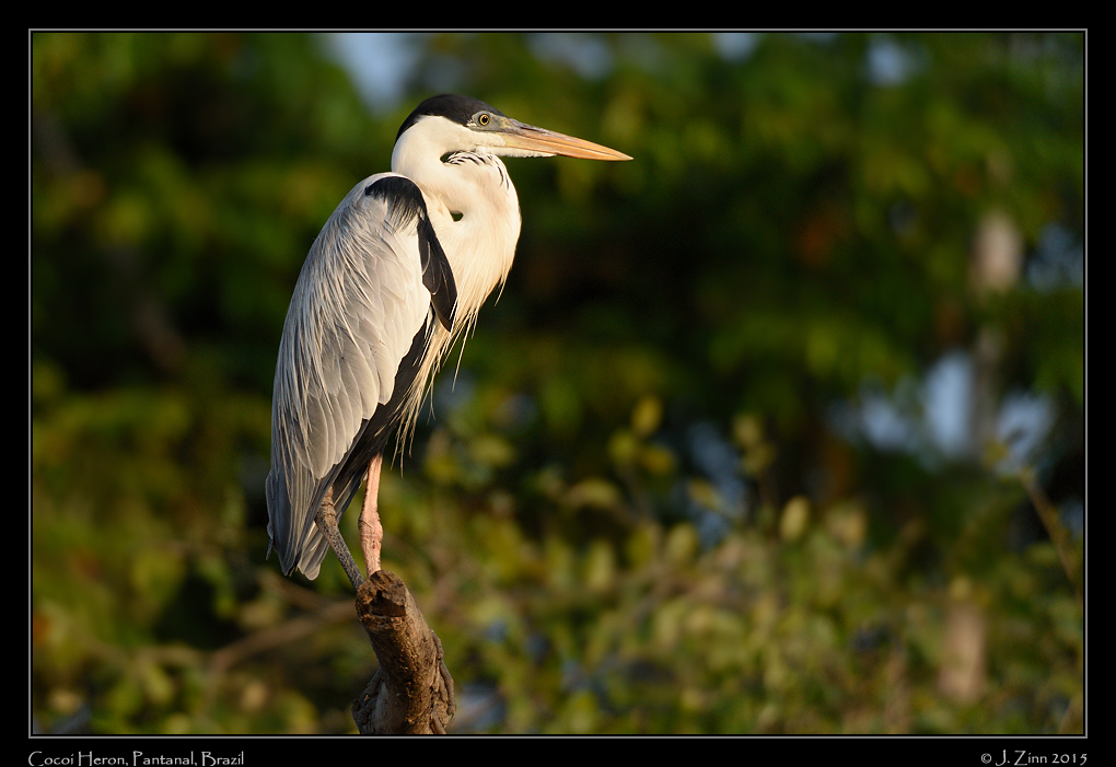 cocoi_heron_8184a