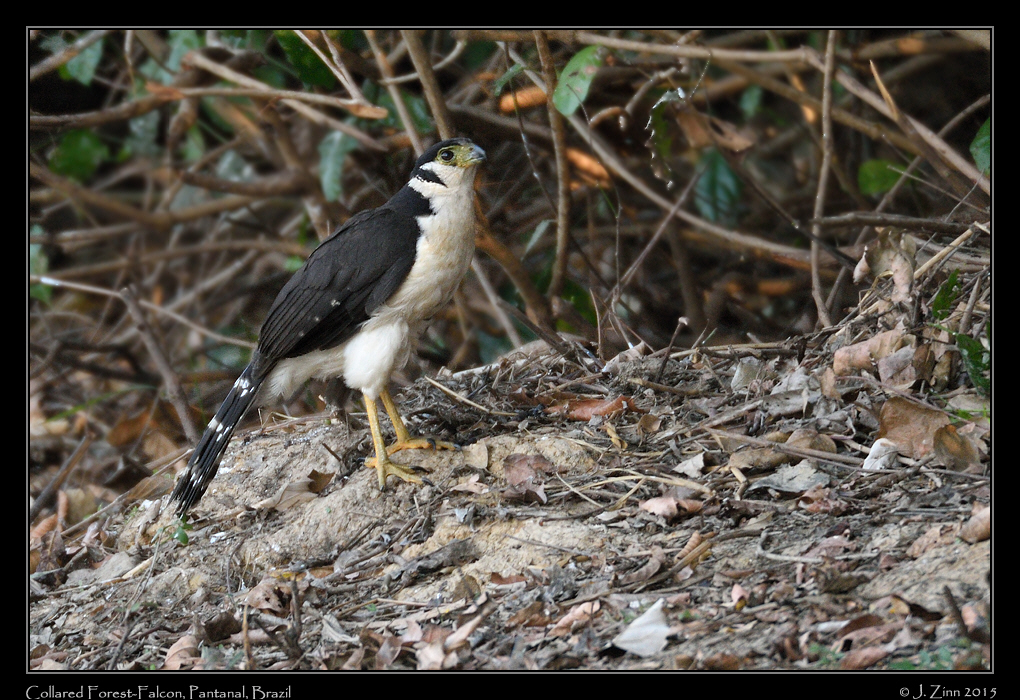 collared_forest_falcon_5738a