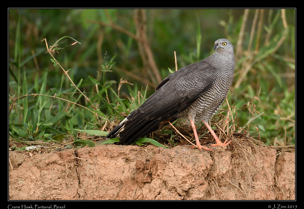 crane_hawk_7434a