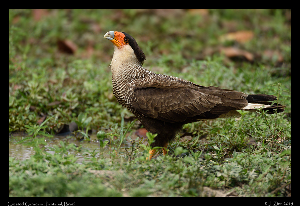 crested_caracara_6869a