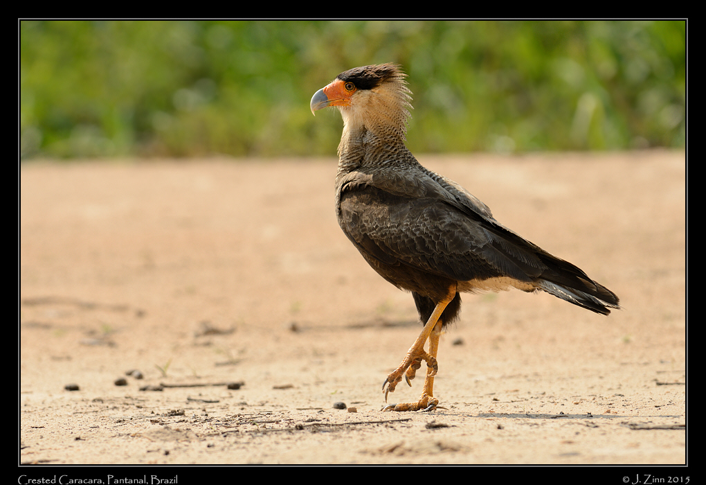 crested_caracara_7610a