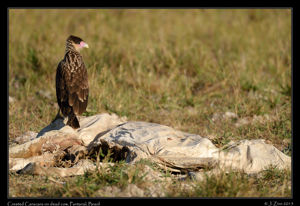 crested_caracara_9776a