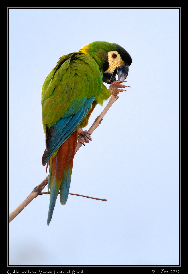 golden_collared_macaw_7188a