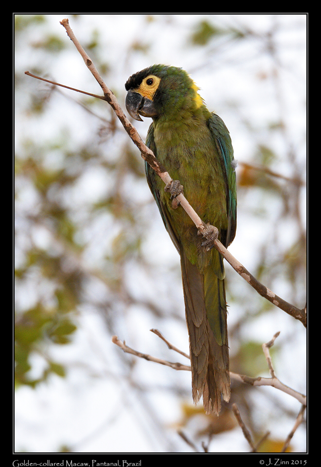 golden_collared_macaw_7210a