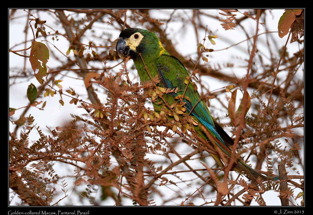 golden_collared_macaw_7213a