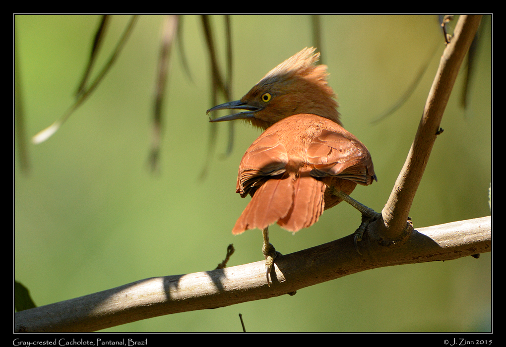 gray_crested_chacholote_8881a
