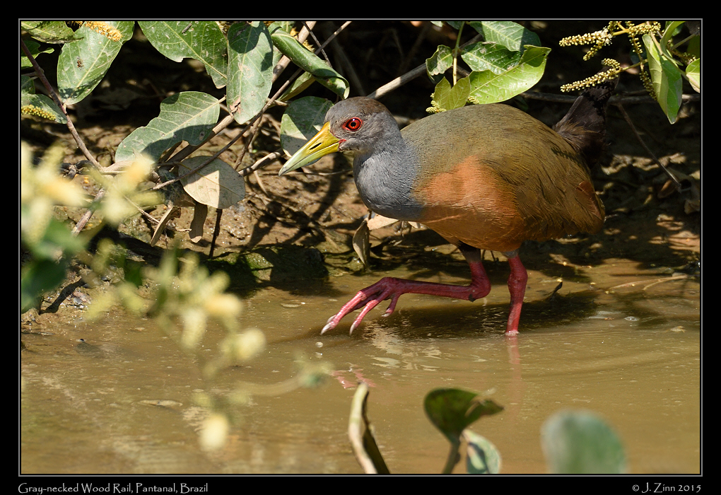 gray_necked_wood_rail_5277a