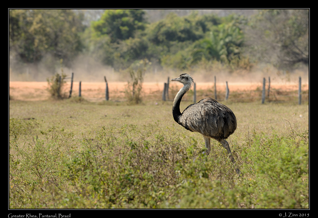 greater_rhea_7558a