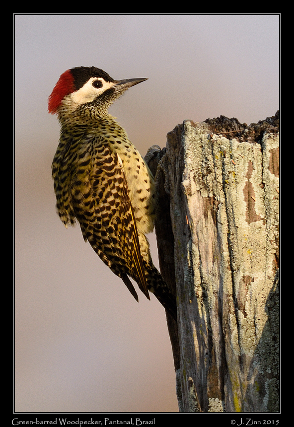 green_barred_woodpecker_5957a