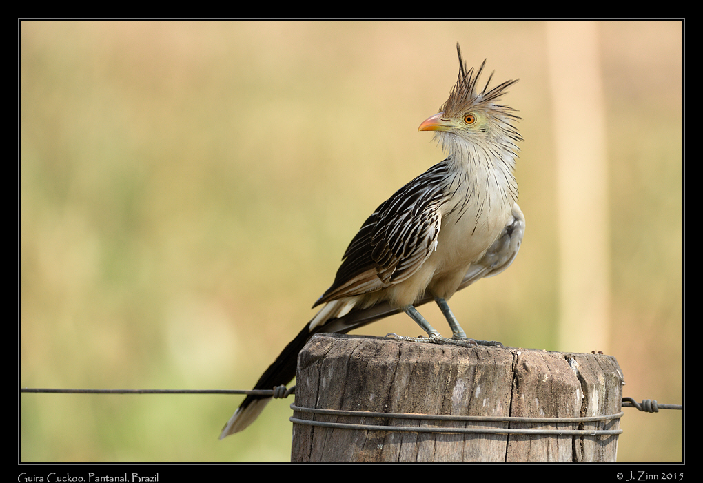 guira_cuckoo_6727a