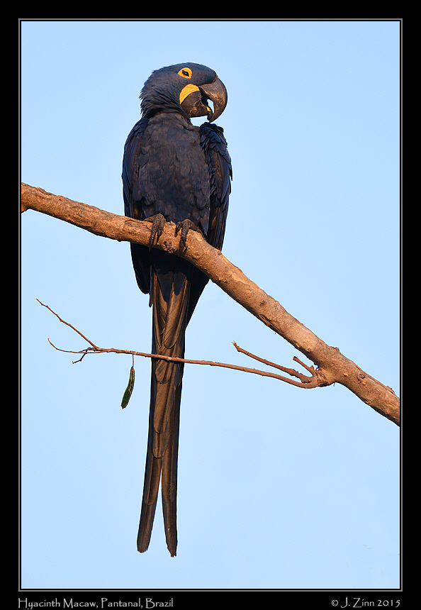 hyacinth_macaw_5810a