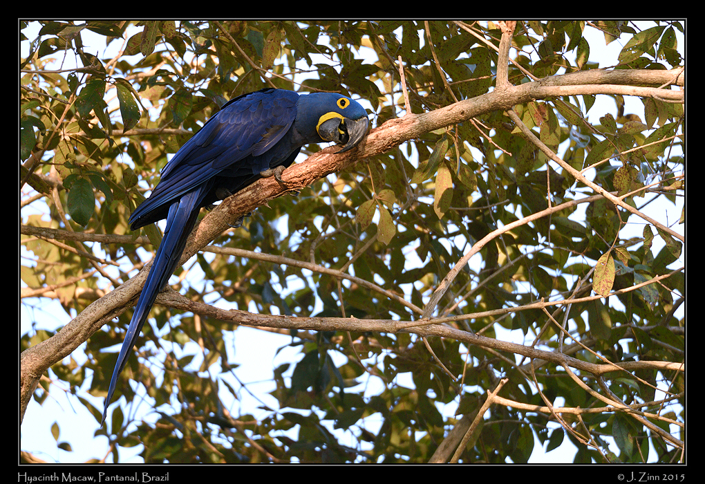 hyacinth_macaw_5907a