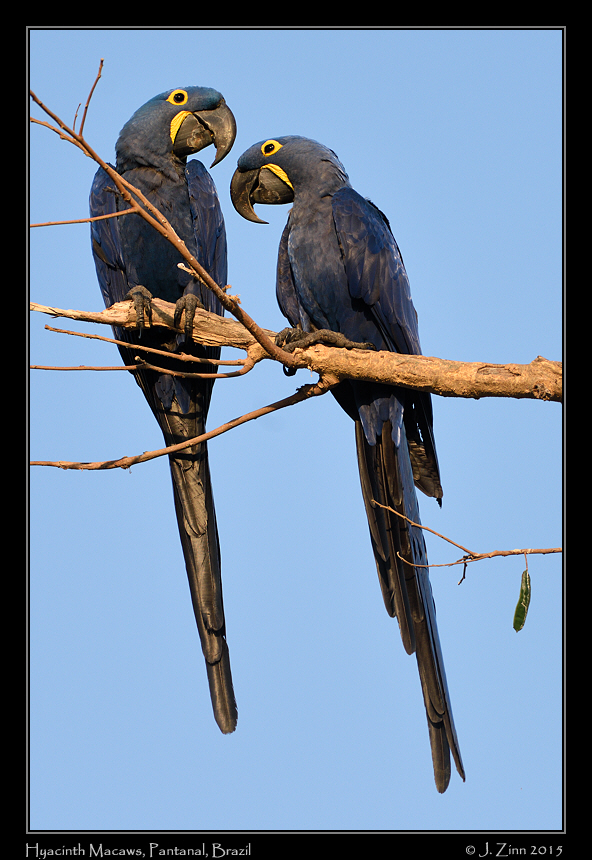 hyacinth_macaw_5915a
