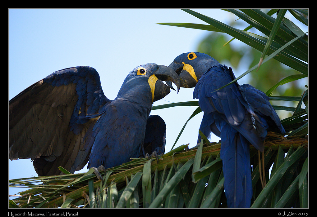 hyacinth_macaw_9468a