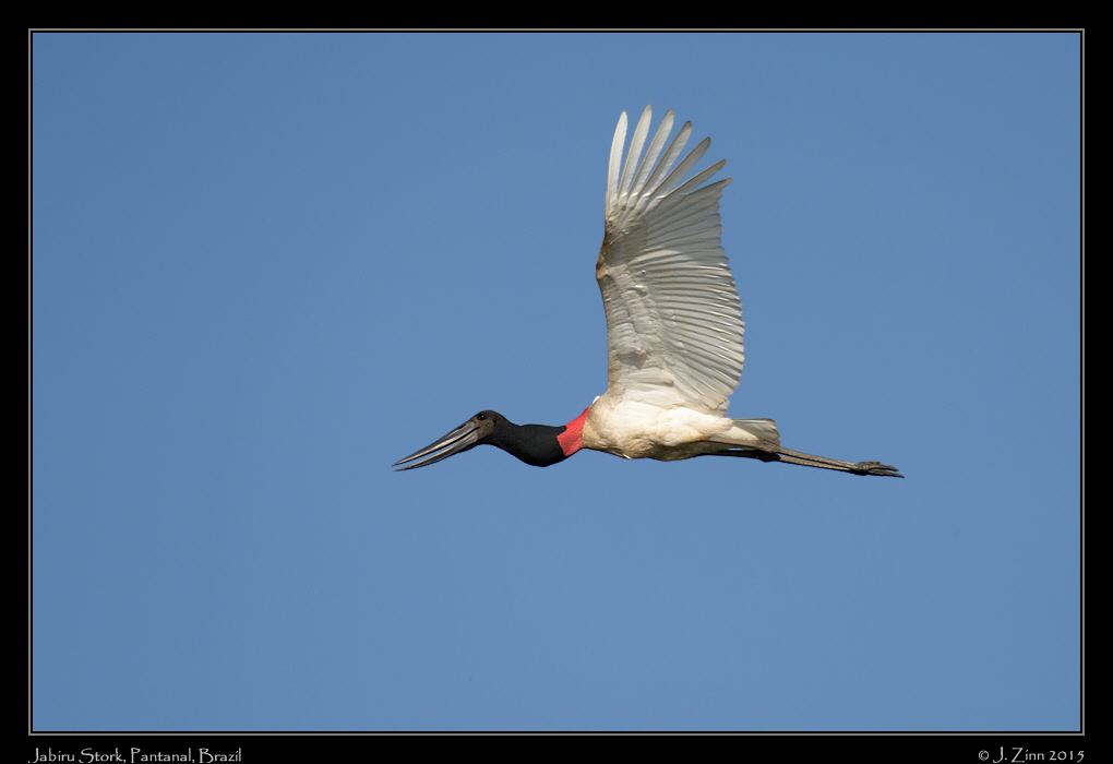 jabiru_stork_9560a
