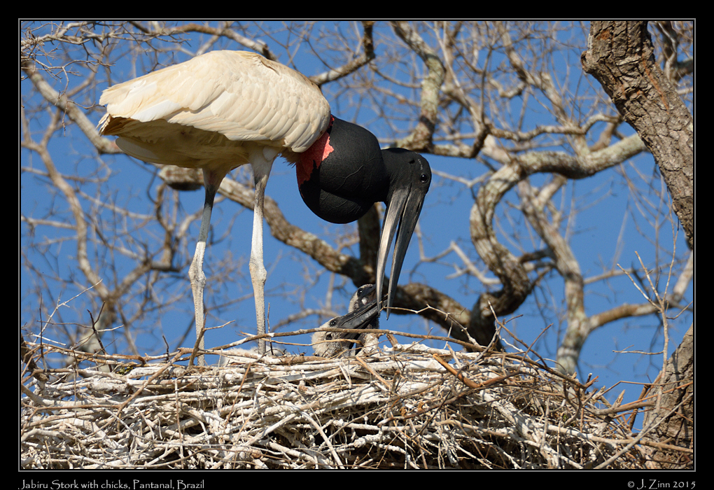 jabiru_stork_9631b