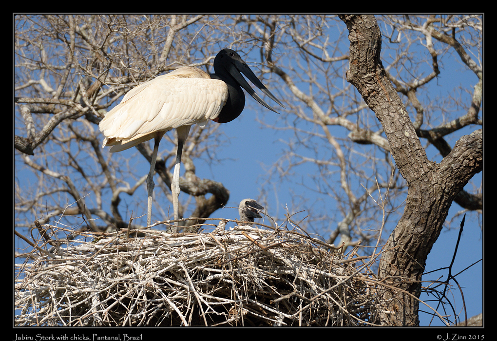 jabiru_stork_9662a