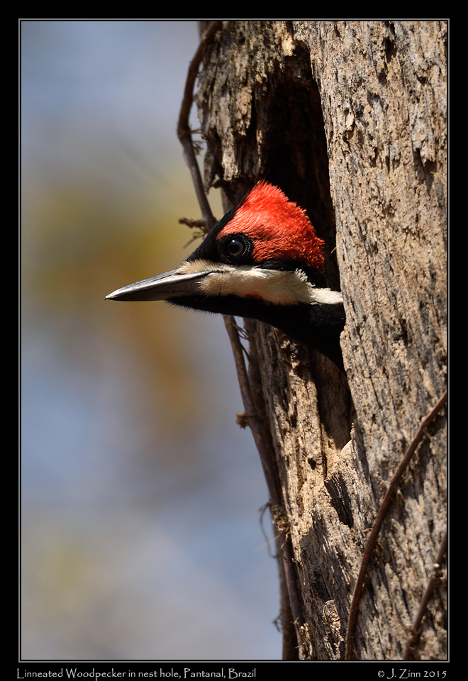 linneated_woodpecker_5245a